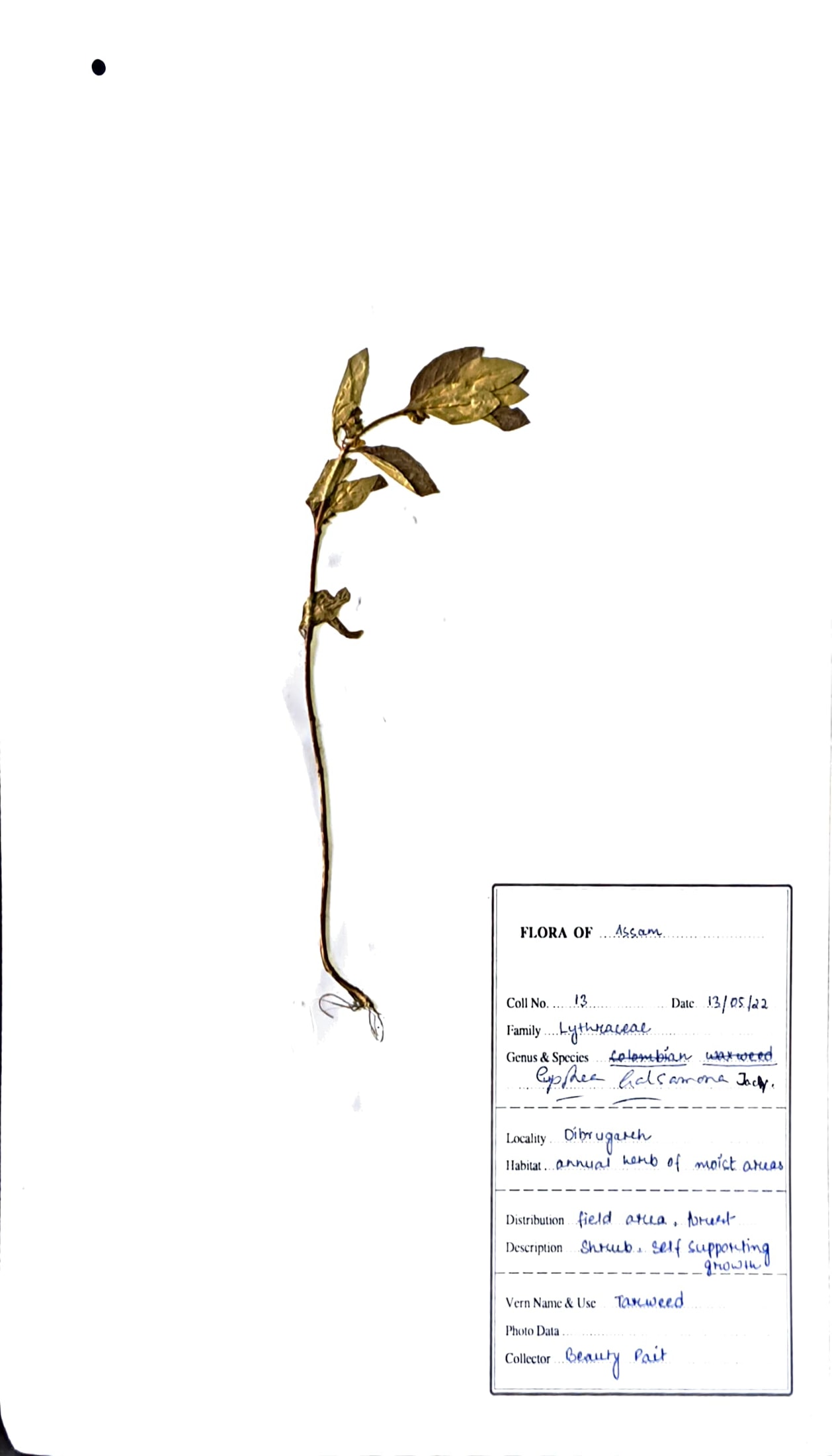 Demdeuka (Ass.) (Herbarium)
